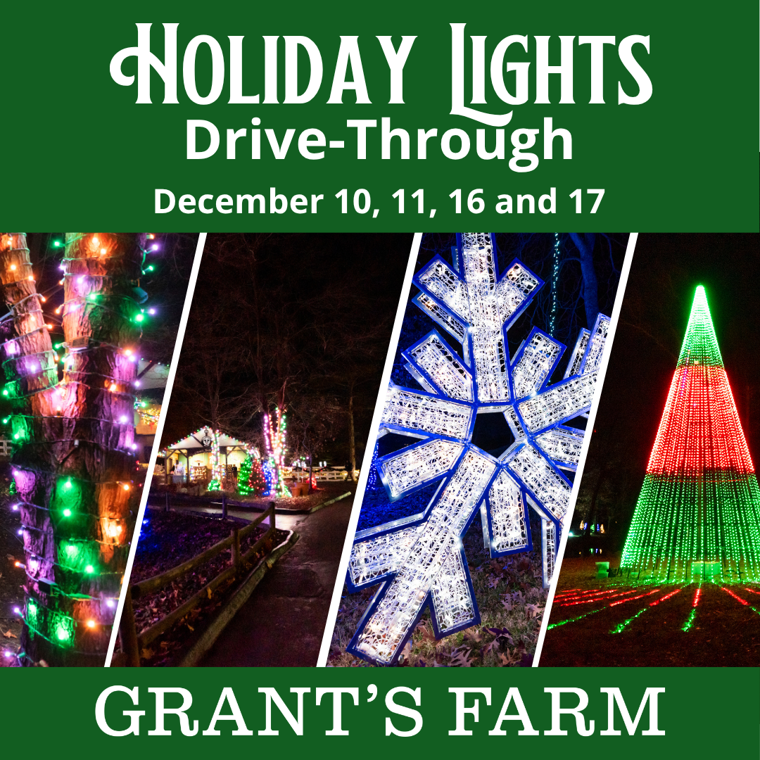 Holiday Lights Walk-Through (3)